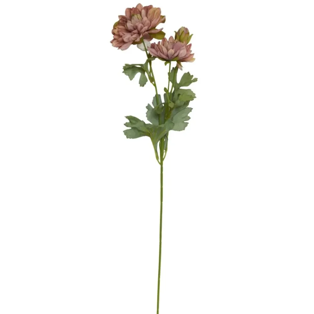 SPEEDTSBERG Georgine 215034 Rose